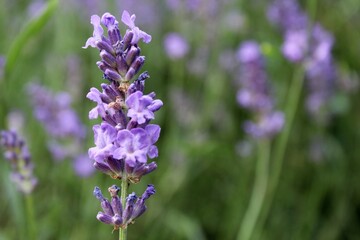 close up of lavender flowers