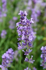 close up of lavender flowers