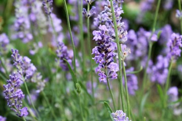 lavender flowers in the field