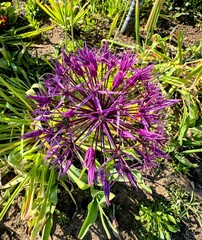 Close up of purple allium flower