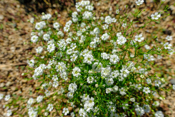 カスミソウの白い小花が揺れる日差しの庭