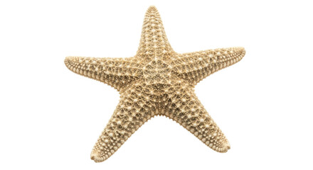 Isolated Starfish