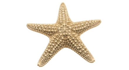 Isolated Starfish