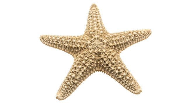 Isolated Starfish