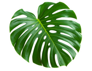 Unique Monstera Leaf with Irregular Splits and Natural Texture, Isolated PNG