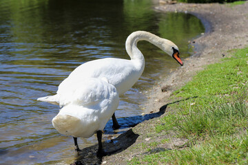 Graceful Swans in Close Up on a Mirror Like Lake