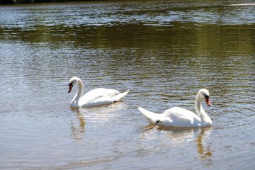 Close-Up of Swans on a Tranquil Lake Beauty and Harmony in Nature