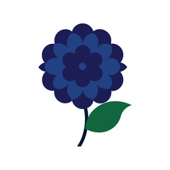 Beautiful navy hydrangea flower blooming on a clean white background isolated on white background