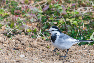 土の上を歩くハクセキレイの横姿