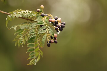 Black berry with water drops