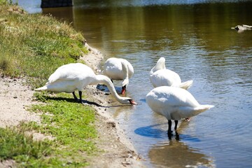 Close-Up of Swans on a Tranquil Lake Beauty and Harmony in Nature