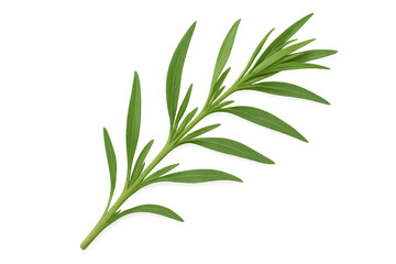 Fototapeta premium Fresh tarragon sprig with transparent background, perfect for culinary designs