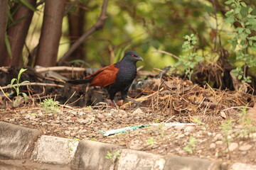 Greater Coucal in jungle