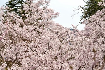 Cherry blossom branches in full bloom against isolated white background. The soft pink petals and branches represent hanami season ,beauty of spring in Japan. Perfect for sakura concept design.