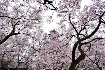 Cherry blossom branches in full bloom against isolated white background. The soft pink petals and branches represent hanami season ,beauty of spring in Japan. Perfect for sakura concept design.