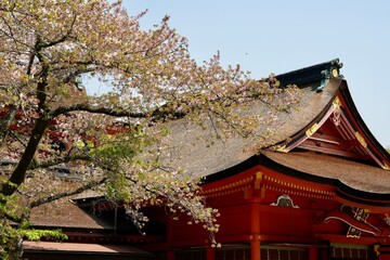 Tradition old  roof in Japanese style,Cherry blossom branches in full bloom in above. The soft pink petals and branches represent the beauty of spring in Japan. Perfect for use in design.