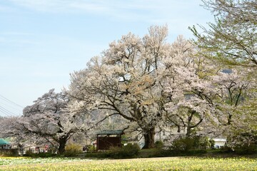 Full bloom Cherry blossom branches in soft pink petals in the garden and delicate branches...