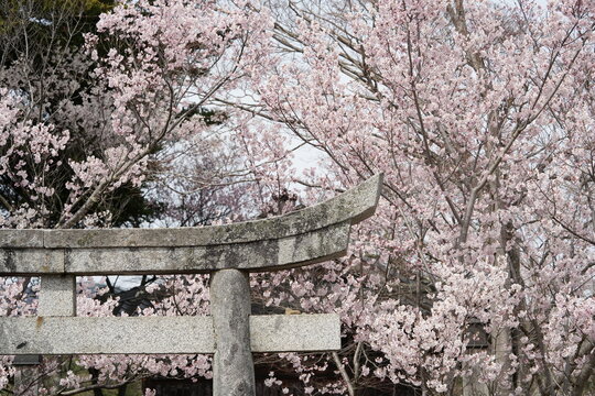 Cherry blossom branches in full bloom in above tradition old  Torei in Japanese style.The soft pink petals and branches represent the beauty of spring in Japan. Perfect for use in design.