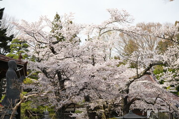 Fujinomiya, Japan:April 11 2024, Buddhist old stone standing in front sakura garden in Fujisan Hongu Sengen Taisha Shrine.Many shrines have such monuments surrounded by trees in spring.