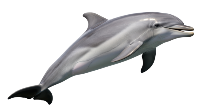 Isolated Bottlenose Dolphin