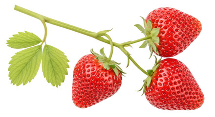 Isolated Branch of Strawberries