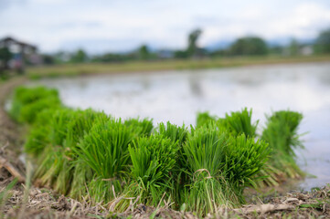 Fresh green rice seedlings are prepared in bundles on a farm near a flooded paddy field, ready for...