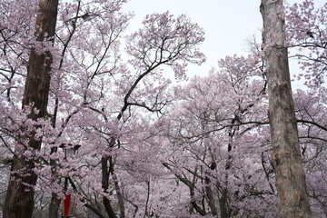 Cherry blossom branches in full bloom against isolated white background. The soft pink petals and...