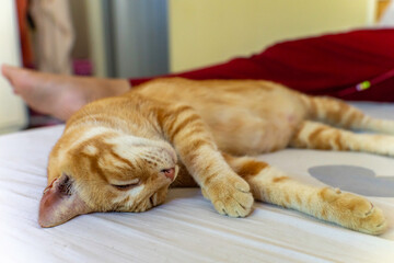 Adorable orange tabby cat sleeping peacefully on a bed next to a person, capturing a cozy and relaxed indoor moment filled with warmth and comfort.