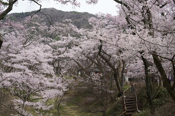 Forest cherry blossom branches in full bloom against a clean white background. Mountain range with...