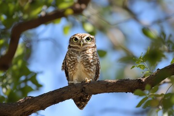 Owl, An owl sitting on a tree branch, showcasing its striking eyes and intricate feather textures against a blurred background