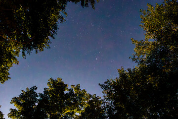 stars between the tress