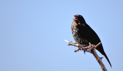 birds perched on dry tree branches