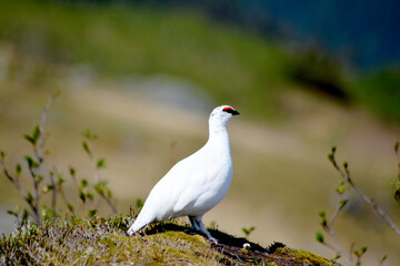 Obraz premium The very beautiful Svalbard Rock Ptarmigan bird in the wild