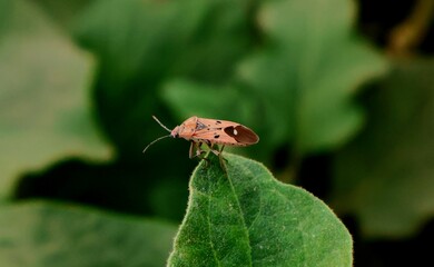 A macro shot captures a tiny brown bug with a prominent black and white marking on its wings, perched on the tip of a large, textured green leaf. The shallow depth of field creates a beautiful bokeh