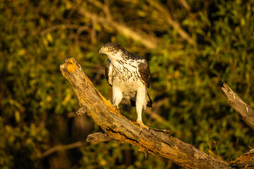 An African eagle hawk basking in the morning sunlight
