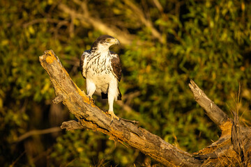 An African eagle hawk basking in the morning sunlight