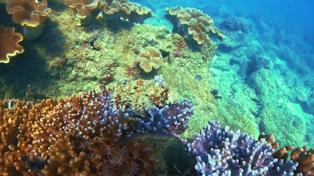 Poisonous venomous, low-visibility, dangerous stonefish immobility blends in with rocks and coral reefs while waiting for prey on the hunt, mimicry