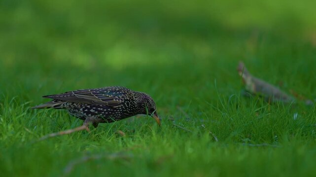 Portrait of a colorful starling standing in the grass. Wild bird Lamprotornis hildebrandti in the wild