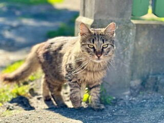 Close-up of a long-haired tabby cat standing outdoors near a concrete wall on a sunny day. The cat has an intense gaze and fluffy fur, captured in natural light.