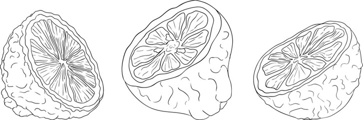 Vector line illustrations of bergamot fruit. Perfect for botanical designs, food packaging, or wellness branding