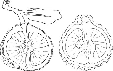 Vector line illustrations of bergamot fruit. Perfect for botanical designs, food packaging, or wellness branding