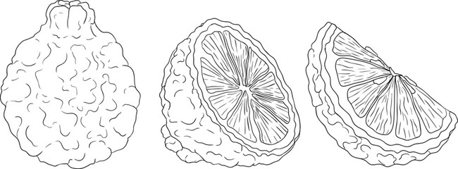 Vector line illustrations of bergamot fruit. Perfect for botanical designs, food packaging, or wellness branding