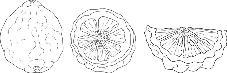 Vector line illustrations of bergamot fruit. Perfect for botanical designs, food packaging, or wellness branding