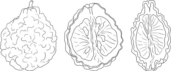 Vector line illustrations of bergamot fruit. Perfect for botanical designs, food packaging, or wellness branding
