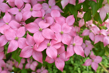 Bush of pink dogwood flowers in the garden