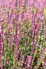 Obraz premium Pink salvia nemerosa flower background with shallow DOF