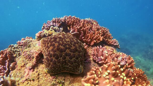 Colourful soft corals formations and Culcita novaeguineae Starfish in the tropical underwater environment. Clear blue waters showcase a rich biodiversity of marine life