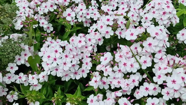 Phlox paniculata 'Famous White Eye' an herbaceous summer autumn flowering plant with a white and pink centred summertime flower, gardening stock video footage