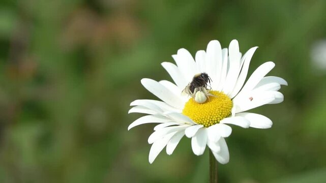 White crab spider (Misumena vatia) insect on a wildflower oxeye daisy a predator catching a bee as its prey,  macro close-up nature wildlife stock video footage clip
