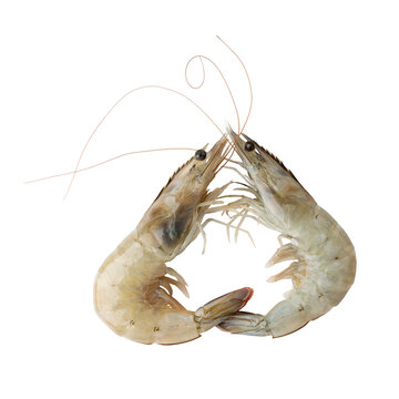 Fresh Vannamei shrimp, whiteleg shrimp, Pacific white shrimp or king prawn isolated on white. Close-up.